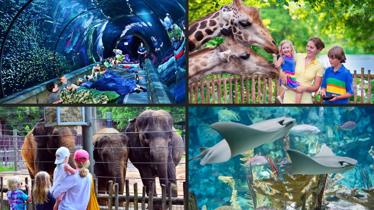 Virtual Tours Of World Class Zoos & Aquariums